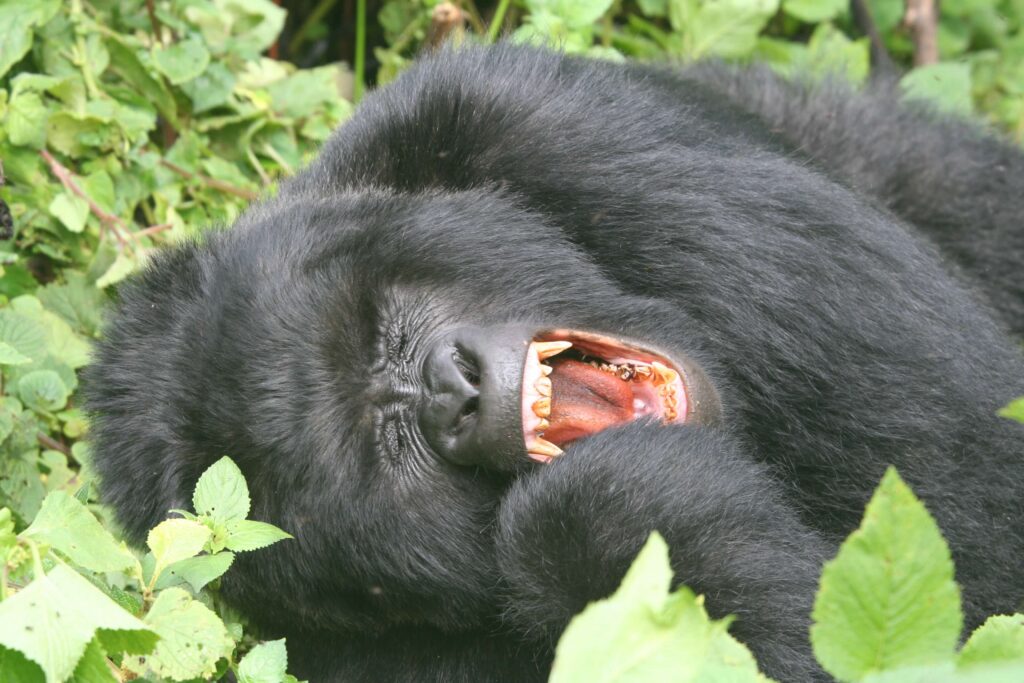 Mountain Gorilla